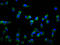 Solute Carrier Organic Anion Transporter Family Member 1A2 antibody, orb422634, Biorbyt, Immunofluorescence image 