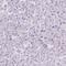 PVALB antibody, HPA048536, Atlas Antibodies, Immunohistochemistry paraffin image 