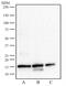 Histone Cluster 2 H3 Family Member D antibody, NB21-1038, Novus Biologicals, Western Blot image 