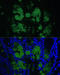 Chloride Channel Accessory 1 antibody, 15-843, ProSci, Immunofluorescence image 