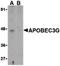 DNA dC->dU-editing enzyme APOBEC-3G antibody, PA5-20052, Invitrogen Antibodies, Western Blot image 