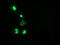 Chromosome 16 Open Reading Frame 72 antibody, LS-C115541, Lifespan Biosciences, Immunofluorescence image 