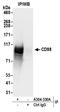 Solute Carrier Family 3 Member 2 antibody, A304-330A, Bethyl Labs, Immunoprecipitation image 