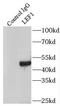 Lymphoid Enhancer Binding Factor 1 antibody, FNab04745, FineTest, Immunoprecipitation image 