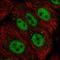 Zinc Finger GATA Like Protein 1 antibody, NBP2-13548, Novus Biologicals, Immunocytochemistry image 