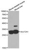 DHEA-ST antibody, A5489, ABclonal Technology, Western Blot image 