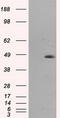 Mitochondrial Translational Release Factor 1 Like antibody, TA501068S, Origene, Western Blot image 