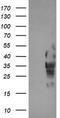 Leucine Rich Repeat Containing 25 antibody, LS-C787292, Lifespan Biosciences, Western Blot image 