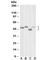 Homeobox protein Meis2 antibody, R35465-100UG, NSJ Bioreagents, Western Blot image 