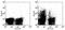 c-Kit antibody, 14-1171-81, Invitrogen Antibodies, Flow Cytometry image 