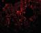 Rhomboid domain-containing protein 3 antibody, orb94350, Biorbyt, Immunofluorescence image 
