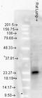 Heat shock protein beta-2 antibody, LS-C231199, Lifespan Biosciences, Western Blot image 