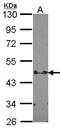 Signal Transducing Adaptor Family Member 2 antibody, GTX106287, GeneTex, Western Blot image 