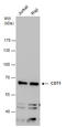 DNA replication factor Cdt1 antibody, GTX109663, GeneTex, Western Blot image 