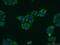 Rab-interacting lysosomal protein antibody, 13574-1-AP, Proteintech Group, Immunofluorescence image 