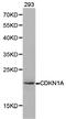 p21 antibody, LS-C192731, Lifespan Biosciences, Western Blot image 