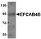 EF-hand calcium-binding domain-containing protein 4B antibody, orb94598, Biorbyt, Western Blot image 