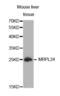 Mitochondrial Ribosomal Protein L24 antibody, abx003784, Abbexa, Western Blot image 