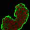 Heat Shock Protein Family B (Small) Member 1 antibody, GTX34782, GeneTex, Immunofluorescence image 
