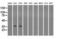 SDH antibody, GTX83583, GeneTex, Western Blot image 