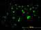 Zinc Finger Protein 496 antibody, LS-C133823, Lifespan Biosciences, Immunofluorescence image 