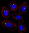 PCM1 antibody, abx033428, Abbexa, Immunocytochemistry image 