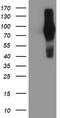 FGFR-2 antibody, TA502799, Origene, Western Blot image 