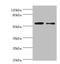 6-phosphogluconate dehydrogenase, decarboxylating antibody, LS-C211065, Lifespan Biosciences, Western Blot image 