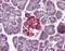 RAB4A antibody, ADI-KAP-GP005-J, Enzo Life Sciences, Immunohistochemistry paraffin image 