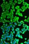 Ribosomal Protein Lateral Stalk Subunit P0 antibody, orb167426, Biorbyt, Immunocytochemistry image 
