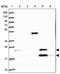 UPF0405 protein C3orf75 antibody, PA5-61225, Invitrogen Antibodies, Western Blot image 