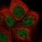 Radial Spoke Head Component 4A antibody, HPA031198, Atlas Antibodies, Immunofluorescence image 