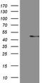 Growth/differentiation factor 8 antibody, TA807820, Origene, Western Blot image 