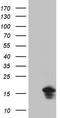 Eukaryotic Translation Initiation Factor 4E Family Member 3 antibody, TA811779S, Origene, Western Blot image 