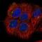 G Protein alpha Inhibitor 1 antibody, NBP2-59000, Novus Biologicals, Immunocytochemistry image 