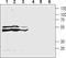 Cysteinyl Leukotriene Receptor 2 antibody, TA328669, Origene, Western Blot image 