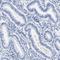 HI antibody, HPA005949, Atlas Antibodies, Immunohistochemistry paraffin image 