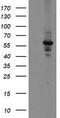Diphthamide Biosynthesis 2 antibody, TA504853BM, Origene, Western Blot image 