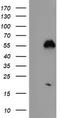 NUCB1 antibody, LS-C173489, Lifespan Biosciences, Western Blot image 