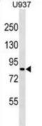 Zinc Finger Protein 225 antibody, abx029801, Abbexa, Western Blot image 