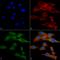 Rubicon Autophagy Regulator antibody, LS-C774356, Lifespan Biosciences, Immunocytochemistry image 