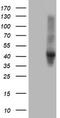 Serpin Family E Member 2 antibody, LS-B12173, Lifespan Biosciences, Western Blot image 
