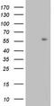 Zinc finger protein RFP antibody, TA803910, Origene, Western Blot image 