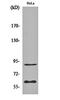 ETS2 Repressor Factor antibody, orb160955, Biorbyt, Western Blot image 