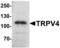Calcium Regulated Heat Stable Protein 1 antibody, orb73584, Biorbyt, Western Blot image 
