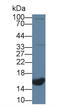 Natriuretic Peptide C antibody, LS-C293568, Lifespan Biosciences, Western Blot image 