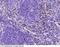 Caga antibody, 50228-T24, Sino Biological, Immunohistochemistry paraffin image 
