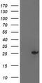 Adenylate kinase isoenzyme 4, mitochondrial antibody, CF503306, Origene, Western Blot image 