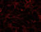 Dispatched homolog 1 antibody, EB06299, Everest Biotech, Immunofluorescence image 
