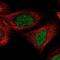 Zinc finger protein 830 antibody, NBP1-88164, Novus Biologicals, Immunofluorescence image 
